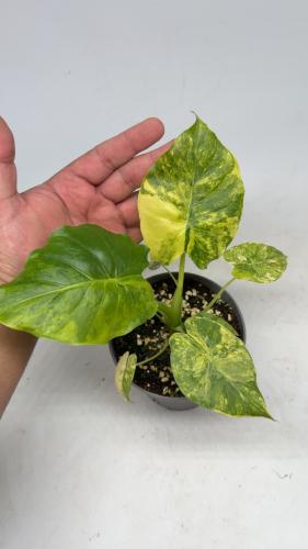 Alocasia Macrorrhiza Aurea Variegata — ألوكاسيا ماكرورايزا فرقيتد أوريا