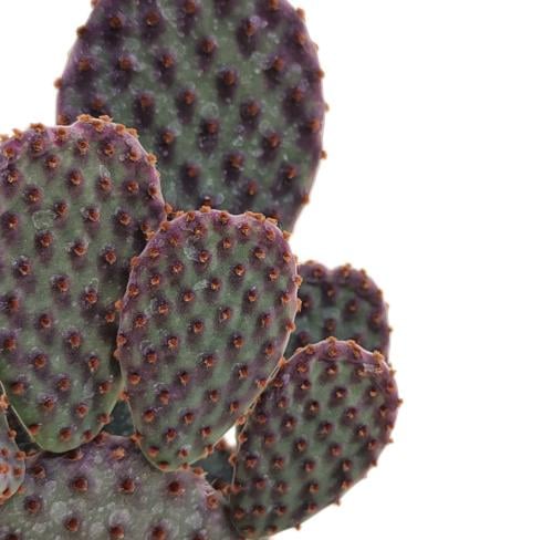 Opuntia microdasys subsp. rufida ‘Indigo’ – أوبونتيا ميكرداسيس روفيدا إنديجو