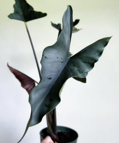 الوكاسيا بربيل كلوك - Alocasia Purple Cloak