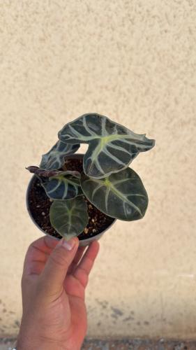 Alocasia Heart Balloon – ألوكاسيا هارت بالون