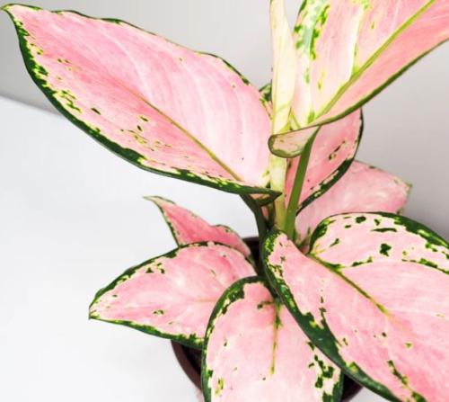 Aglaonema Pink Anyamanee (Cherry Pink) - أجلونيما بينك أنياماني (وردي الكرز)
