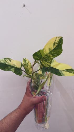 Philodendron Kitina (Florida Beauty × Mayoi) - فيلوديندرون كيتينا