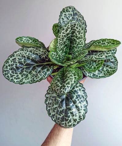 Streptocarpus Pretty Turtle - سترابكاربس برتي تريب...