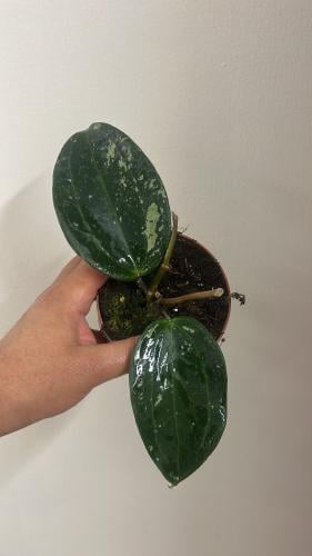 هذه متوفرة فقط