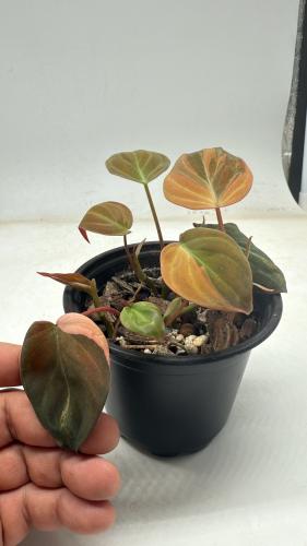 فيلوديندرون ميكانز ريد فيرّاري - Philodendron Micans Red Ferrari