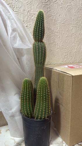 Golden Torch Cactus - الصبار الذهبي