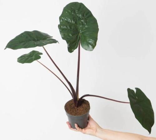 Alocasia Yucatan Princess - ألوكاسيا الأميرة يوكات...