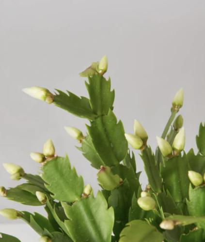Christmas Cactus - صبار الميلاد