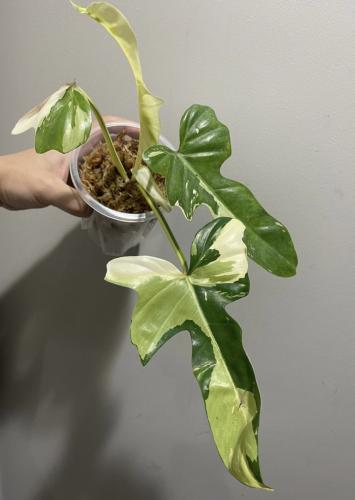 ‏Philodendron golden dragon Variegated