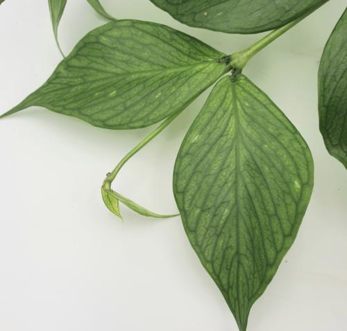 Hoya Polyneura Fishtail - هويا بولينيورا ذيل السمكة