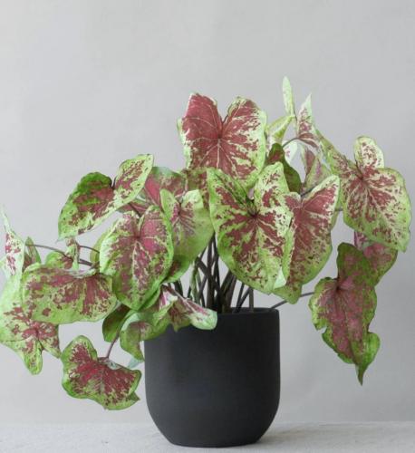 Caladium Raspberry Moon - كالاديوم توت العليق القم...