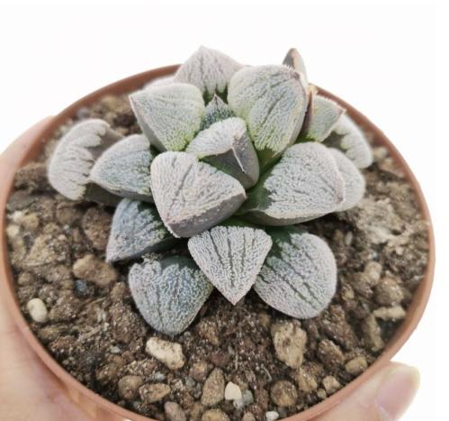 Haworthia pygmaea ‘White Hairy’ – هاوورثيا بيغمايا وايت هيري