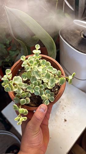 Portulaca afra Variegata