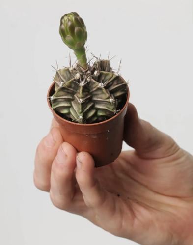 Gymnocalycium mihanovichii - جمنوكالسيم ميهانوفيتشي