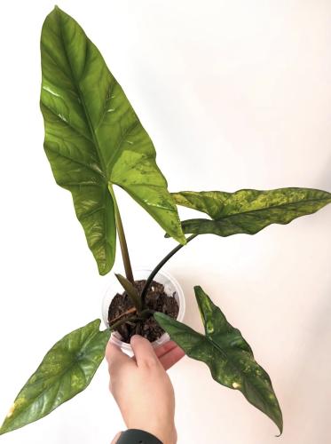 Alocasia Simpo Aurea – ألوكاسيا سيمبو أوريا