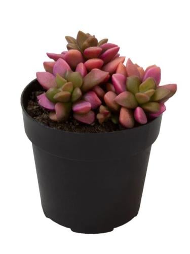 Anacampseros telephiasrum - أناكامبسيروس تلفراسيوم