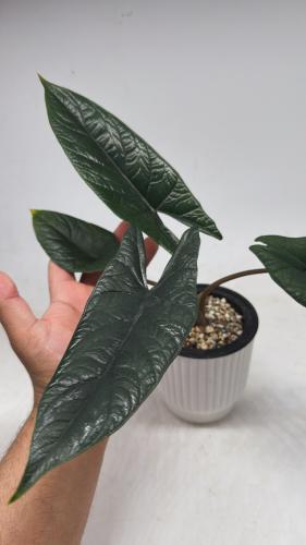 Alocasia Scalprum - ألوكاسيا سكلبرم