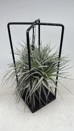 Tillandsia silver