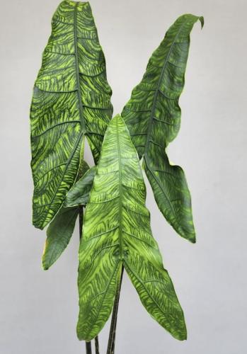 Alocasia zebrina Reticulata— ألوكاسيا زيبـرينا ريتكولاتا