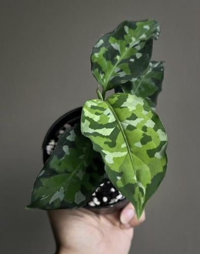 Aglaonema Pictum Tricolor - أجلاونيما بيكتوم ثلاثي...