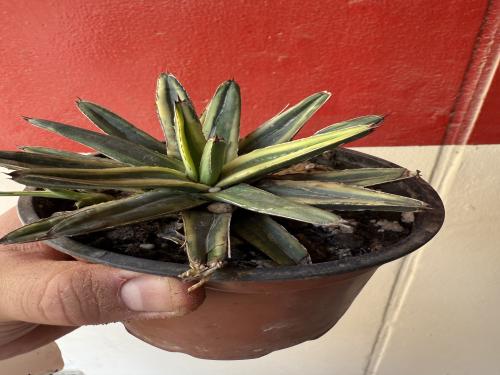 Victoria agave varigated -  أغاف فيكتوريا ريجينا فارقيتد