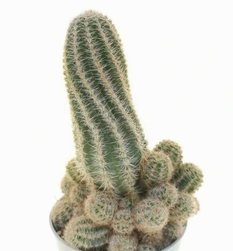 Chamaelobivia Captain Jessop – كاميلولوبيفيا كابتن جيسوب