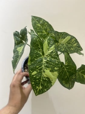 Syngonium Panda - سنقونيوم باندا