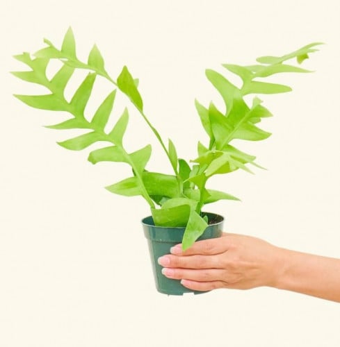 Selenicereus Chrysocardium - سيلينيسيريوس كريسوكارديوم