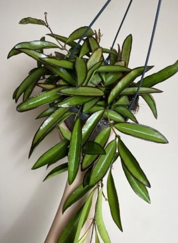 Hoya wayetii- هويا ويتي