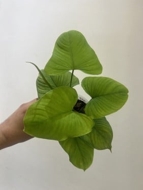Philodendron fibraecataphyllum – فيلوديندرون فيبراكاتافيلوم