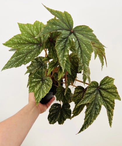 Begonia Gryphon- بيجونيا جريفون