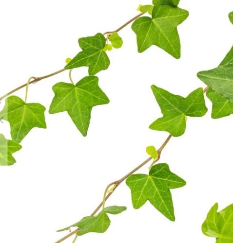 Hedera Helix Pittsburgh - هيديرا هيليكس بيتسبرغ