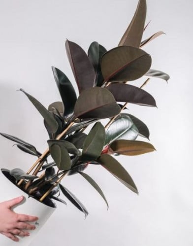 FICUS ELASTICA BURGUNDY - فيكس إيلاستيكا بورجندي