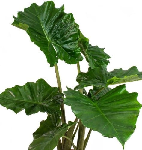 Alocasia Portodora - ألوكاسيا بورتودورا