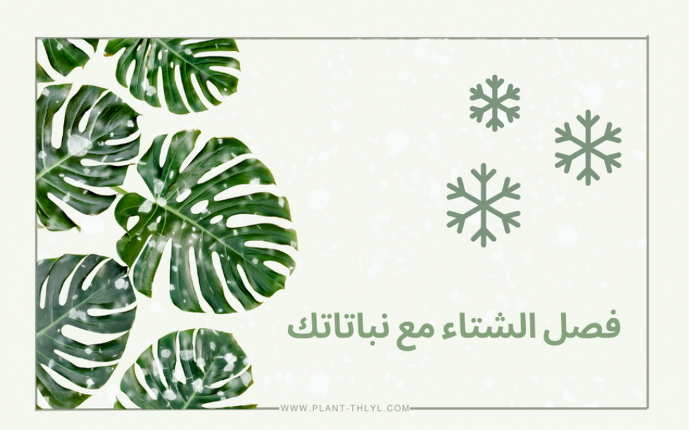 فصل الشتاء مع نباتاتك