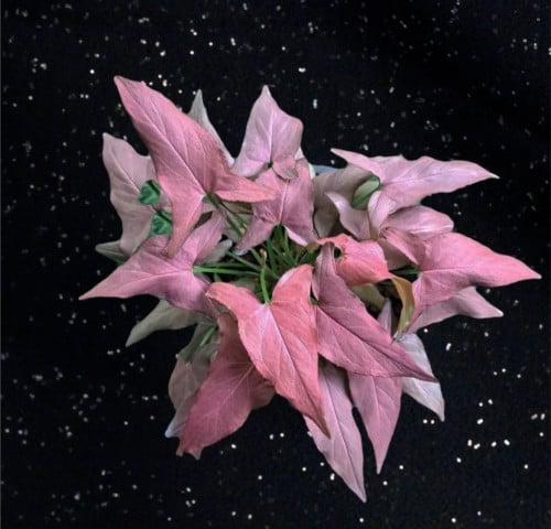 Syngonium Pink ombre green - سينجونيوم وردي أومبير