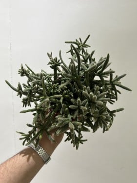 Rhipsalis baccifera subsp. horrida - ريبساليس باكسيفيرا هوريدا