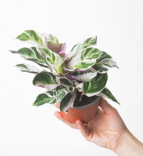 كلاثيا  فيشون وايت Calathea Fusion White