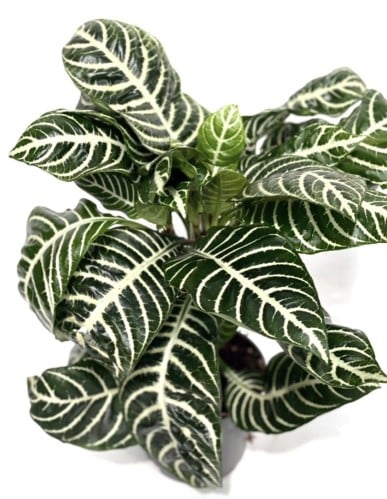 aphelandra squarrosa botanica - أفيلاندرا سكواروزا...