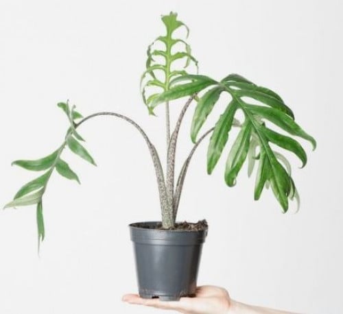 ALOCASIA BRANCIFOLIA - ألوكاسيا برانسيفوليا