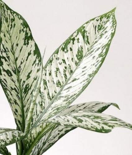 ديفنباخيا سيجوين إتنا الأبيض - Dieffenbachia seguine White Etna