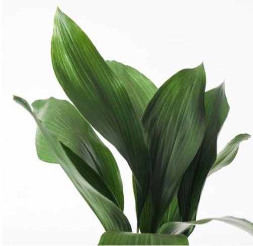 Aspidstra Elatior - أسبتدسترا  إلاتيور