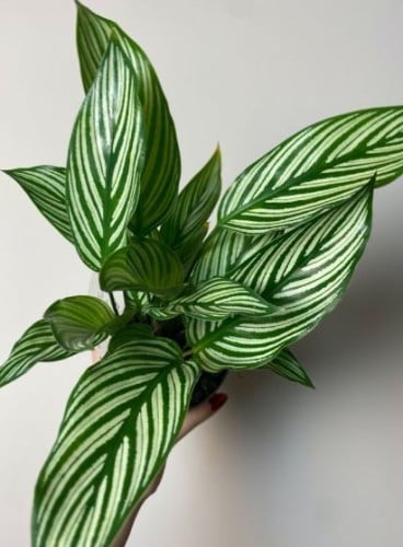 كالاثيا فيتاتا – Calathea vittata