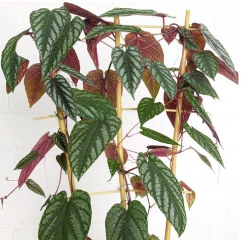 Cissus discolor - سيسوس ديسكلور