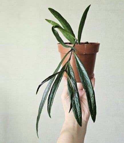 Hoya sulawesiana- هويا سولاويزيانا