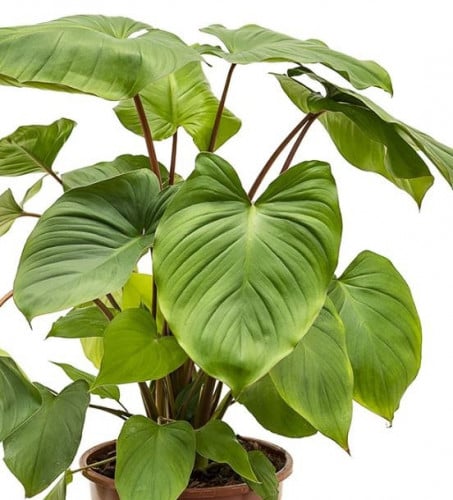 Homalomena rubescens Maggy - هومالومينا روبسينس ماجي