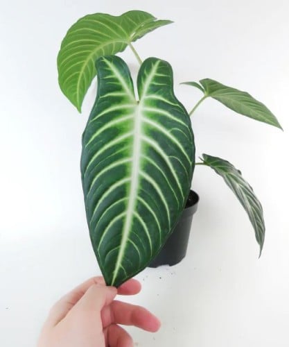 Caladium lindenii Magnificum - كالاديوم لينديني ماغنيفيكوم