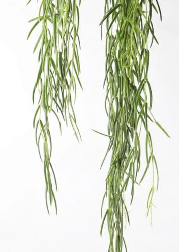 Hoya linearis - هويا لينيارس