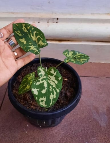 Alocasia Hilo Beauty -ألوكاسيا هيلو بيوتي