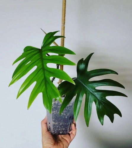 Philodendron Radiatum Schott - فيلوديندرون رادياتوم شوت